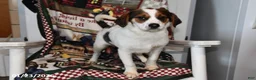 Mixed Breed dogs for sale: Bentley - Ad 2