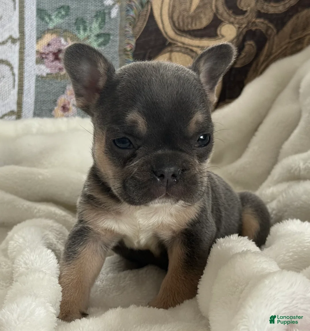 French Bulldog dogs for sale: Wyatt - Ad 29