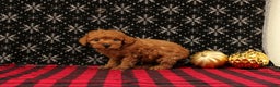 Miniature Poodle dogs for sale: Wish - Ad 3