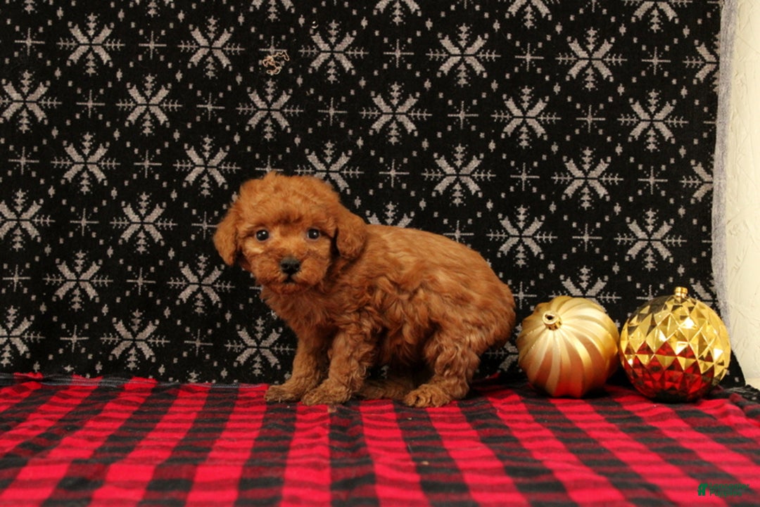 Miniature Poodle dogs for sale: Wish - Ad 3