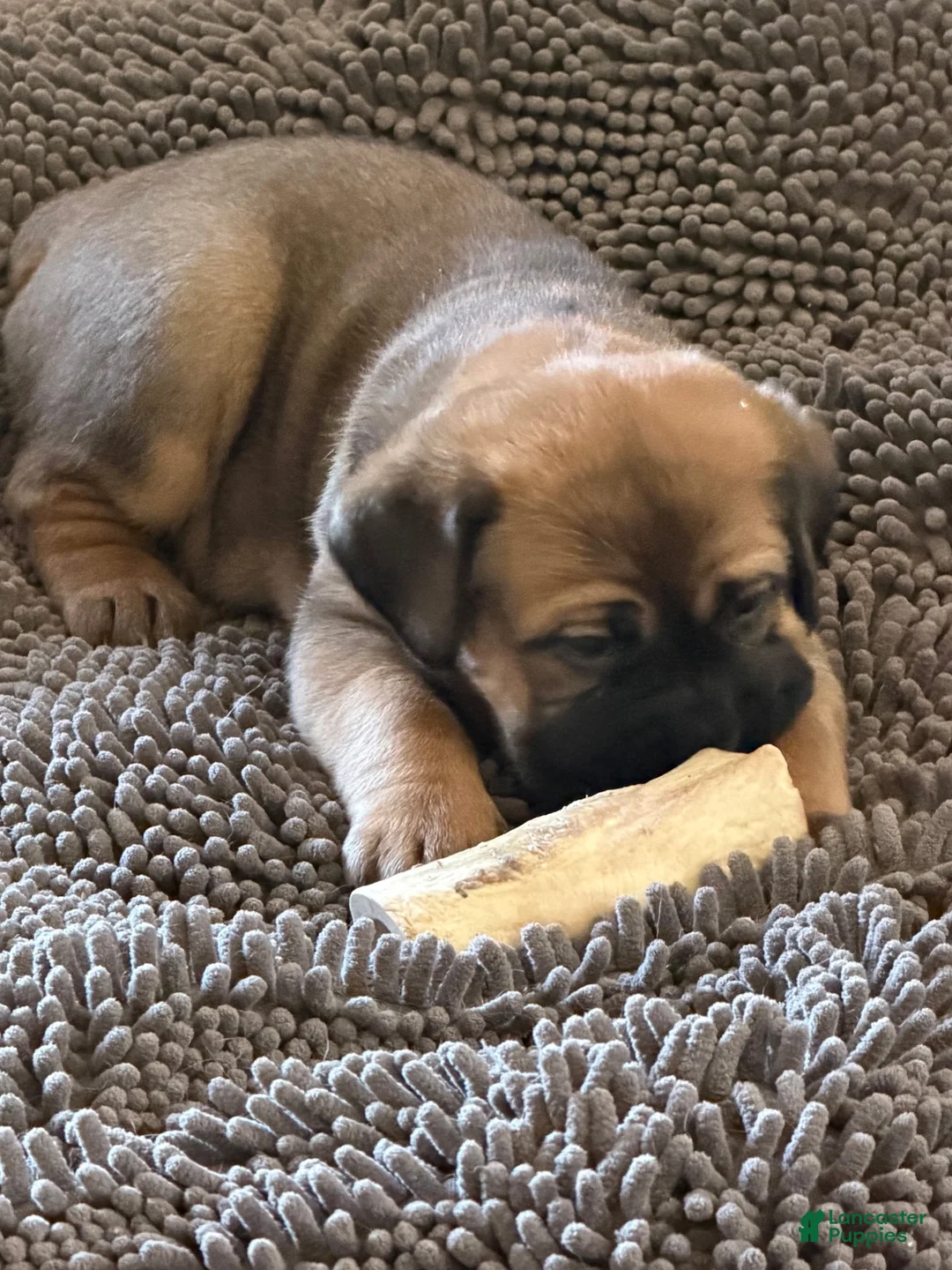 Cane Corso dogs for sale: Cane Corso Puppy 1 - Ad 4