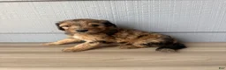 Aussiedoodle dogs for sale: Kit - Ad 3