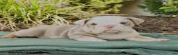 English Bulldog dogs for sale: Solomon - Ad 4