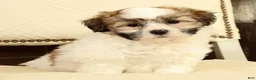 Shih Tzu dogs for sale: Brett - Ad 6