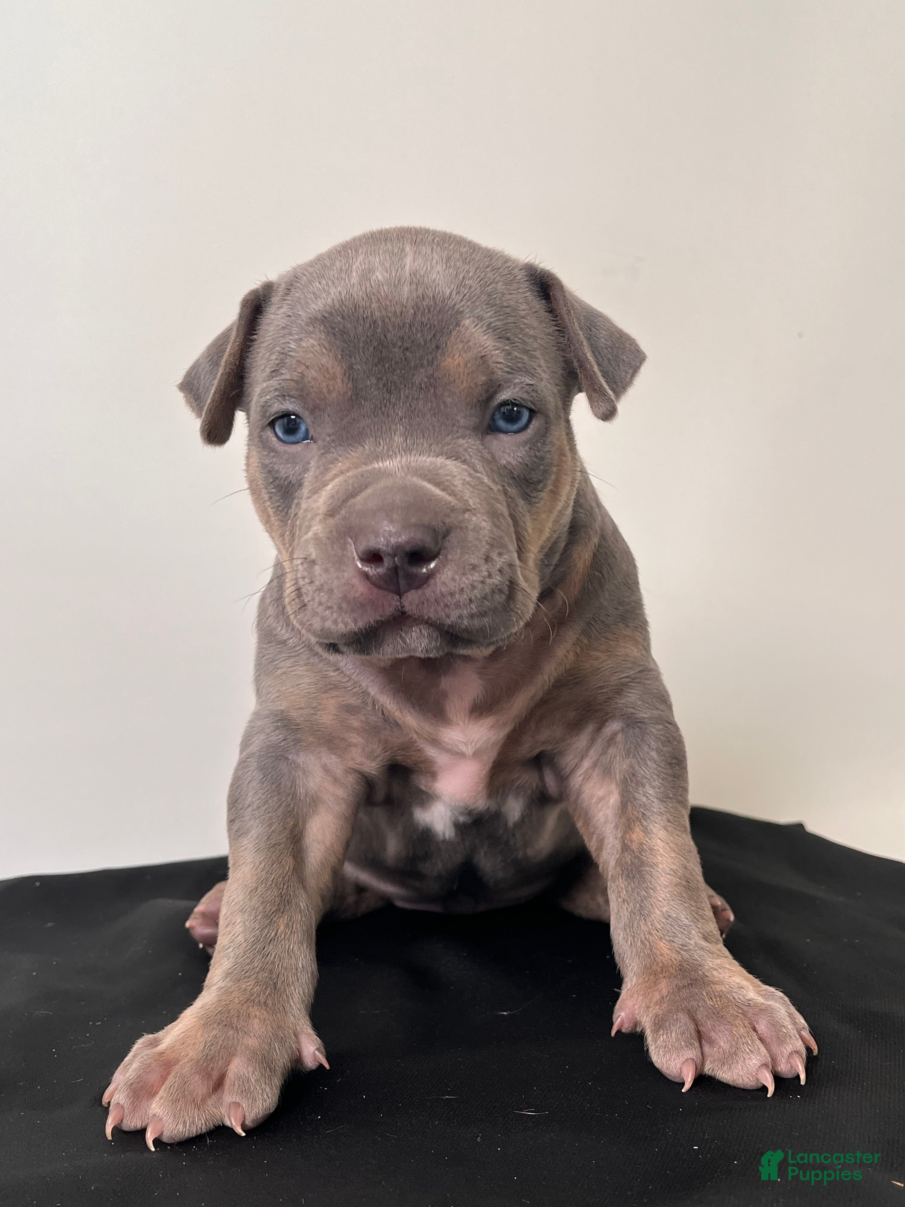 American Bully dogs American Bully Puppy 1 - Ad 20