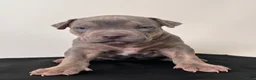 American Bully dogs for sale: American Bully Puppy 1 - Ad 1