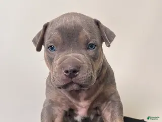 American Bully dogs American Bully Puppy 1 - Ad 28