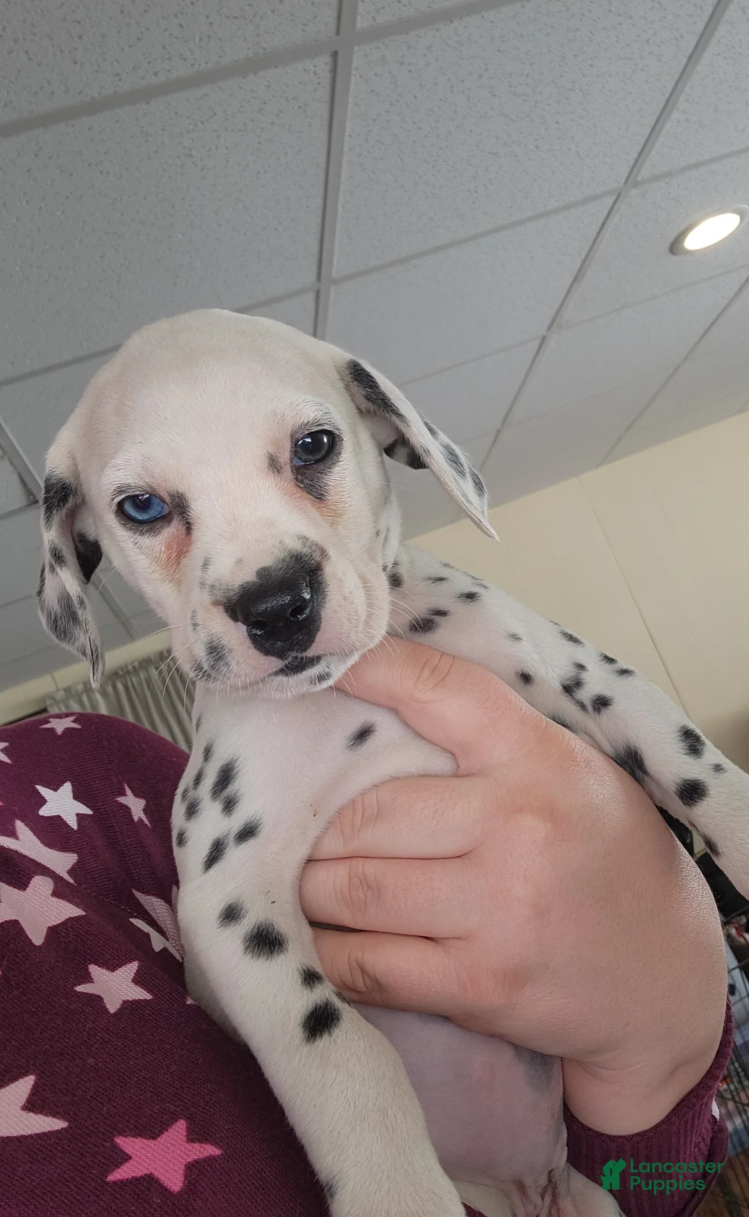 Dalmatian dogs for sale:  Puppy 1 - Ad 1