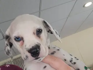 Dalmatian dogs Puppy 1 - Ad 23