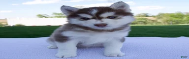Scout