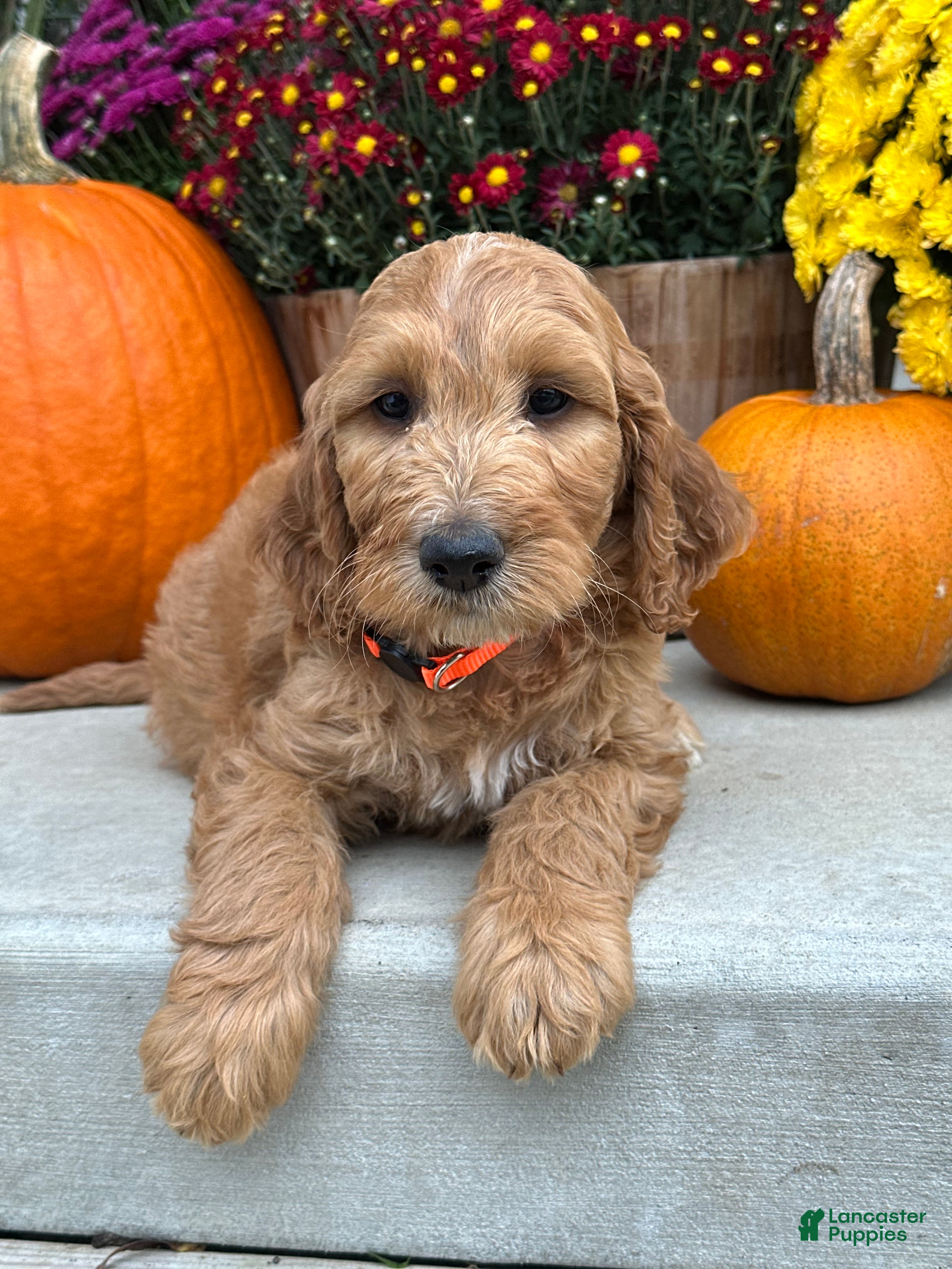 Irish Doodle dogs Jackson - Ad 1