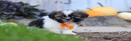 Shih Tzu dogs for sale: Riley - Ad 6