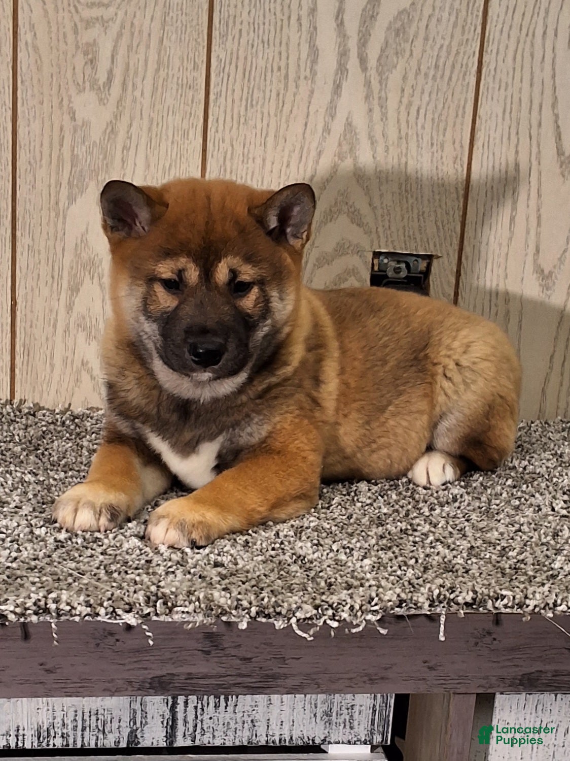 Shiba Inu dogs Ranger  - Ad 2