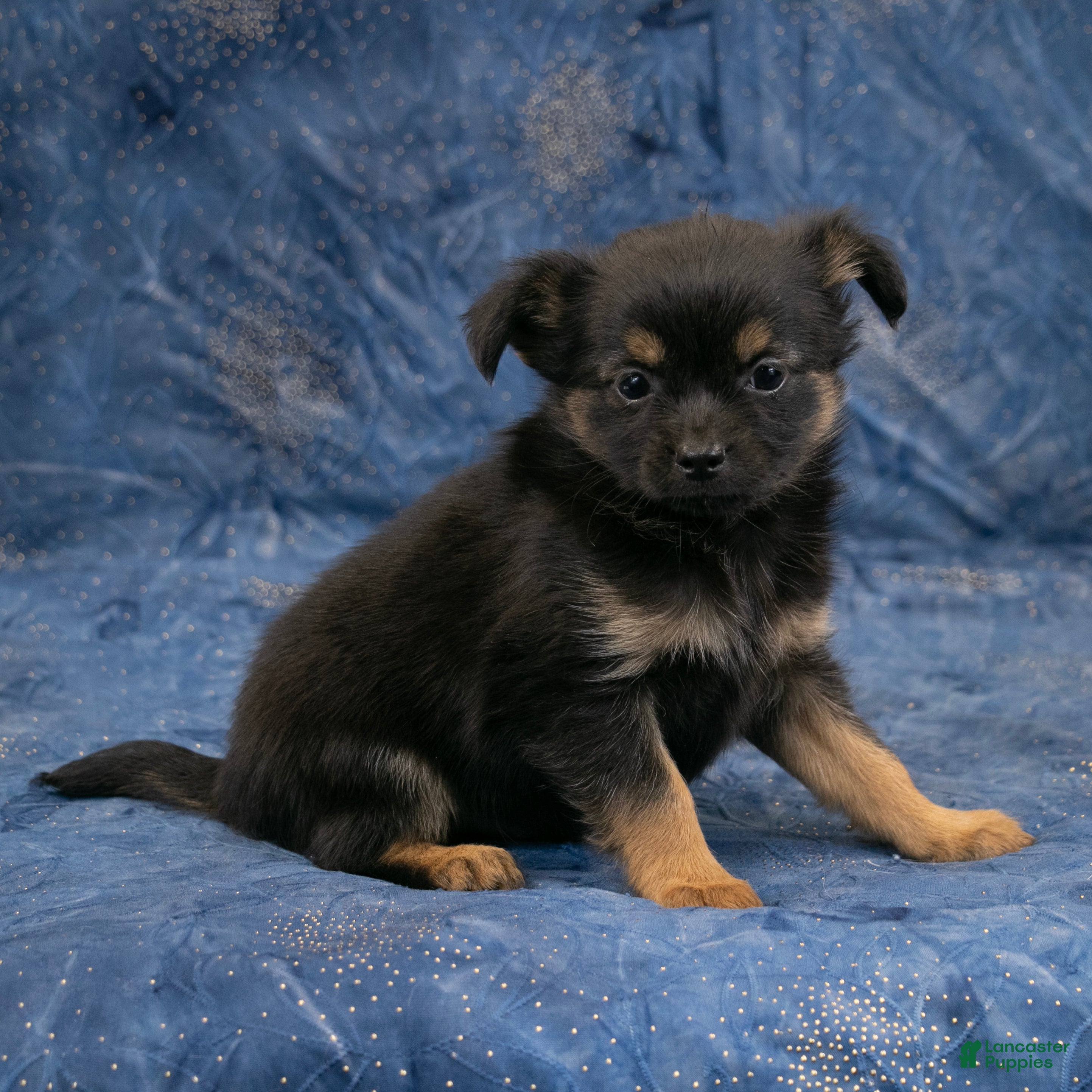 Chihuahua dogs Carter - Ad 2