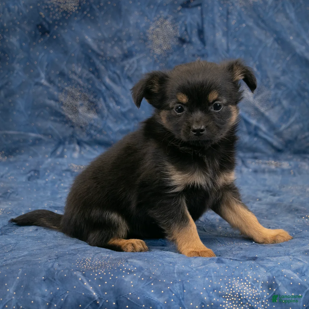 Chihuahua dogs for sale: Carter - Ad 2