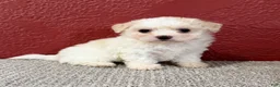 Teddy Bear dogs for sale: Joey - Ad 3