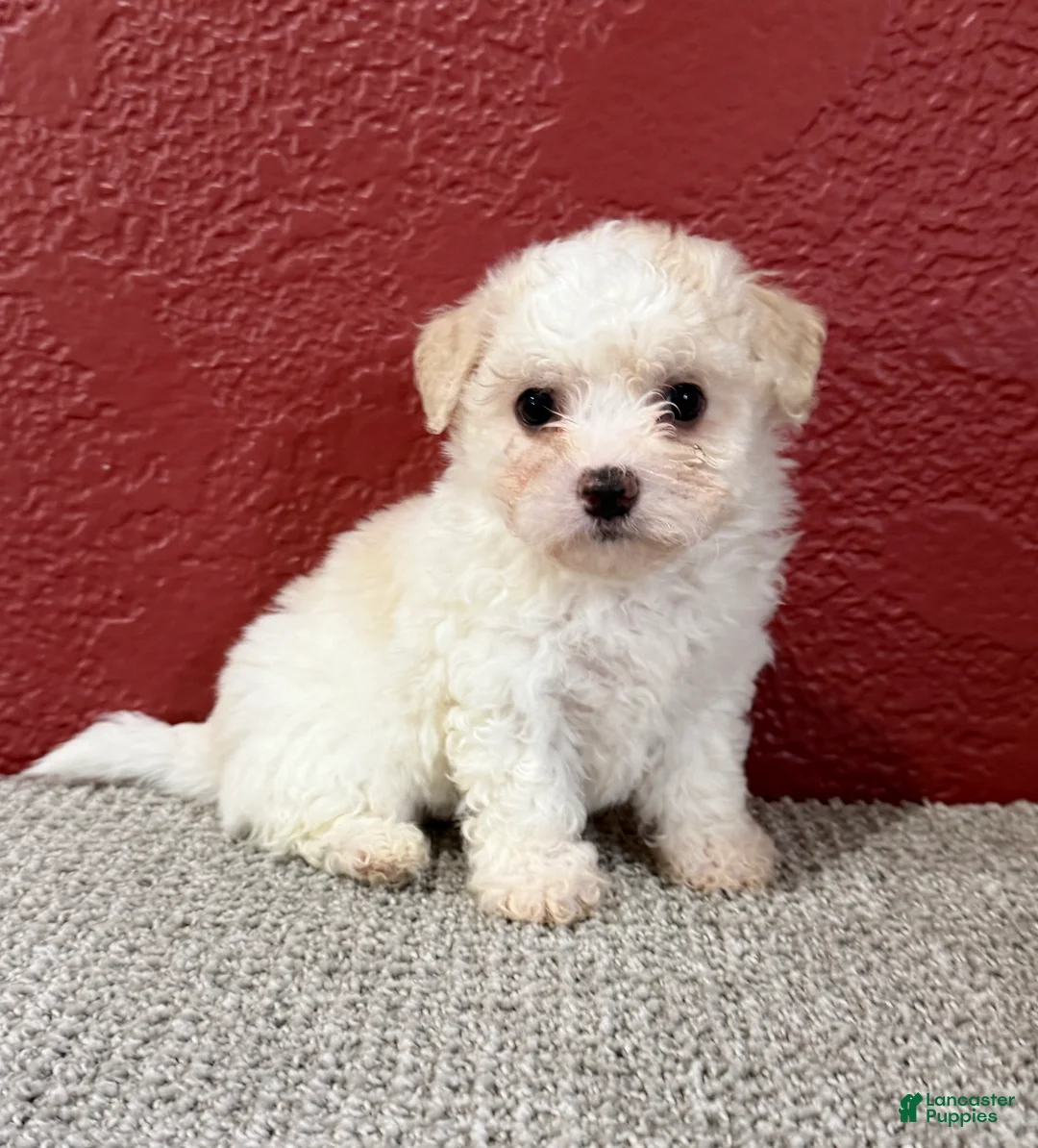 Teddy Bear dogs for sale: Joey - Ad 3