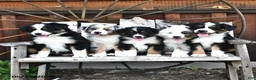 Australian Shepherd dogs for sale: Albert - Ad 5