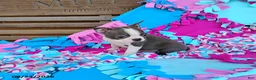 Boston Terrier dogs for sale: Ritzy - Ad 4