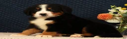 Bernese Mountain Dog dogs for sale: Hitch - Ad 6
