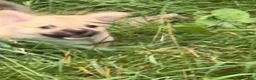 Mixed Breed dogs for sale: Spunky - Ad 3