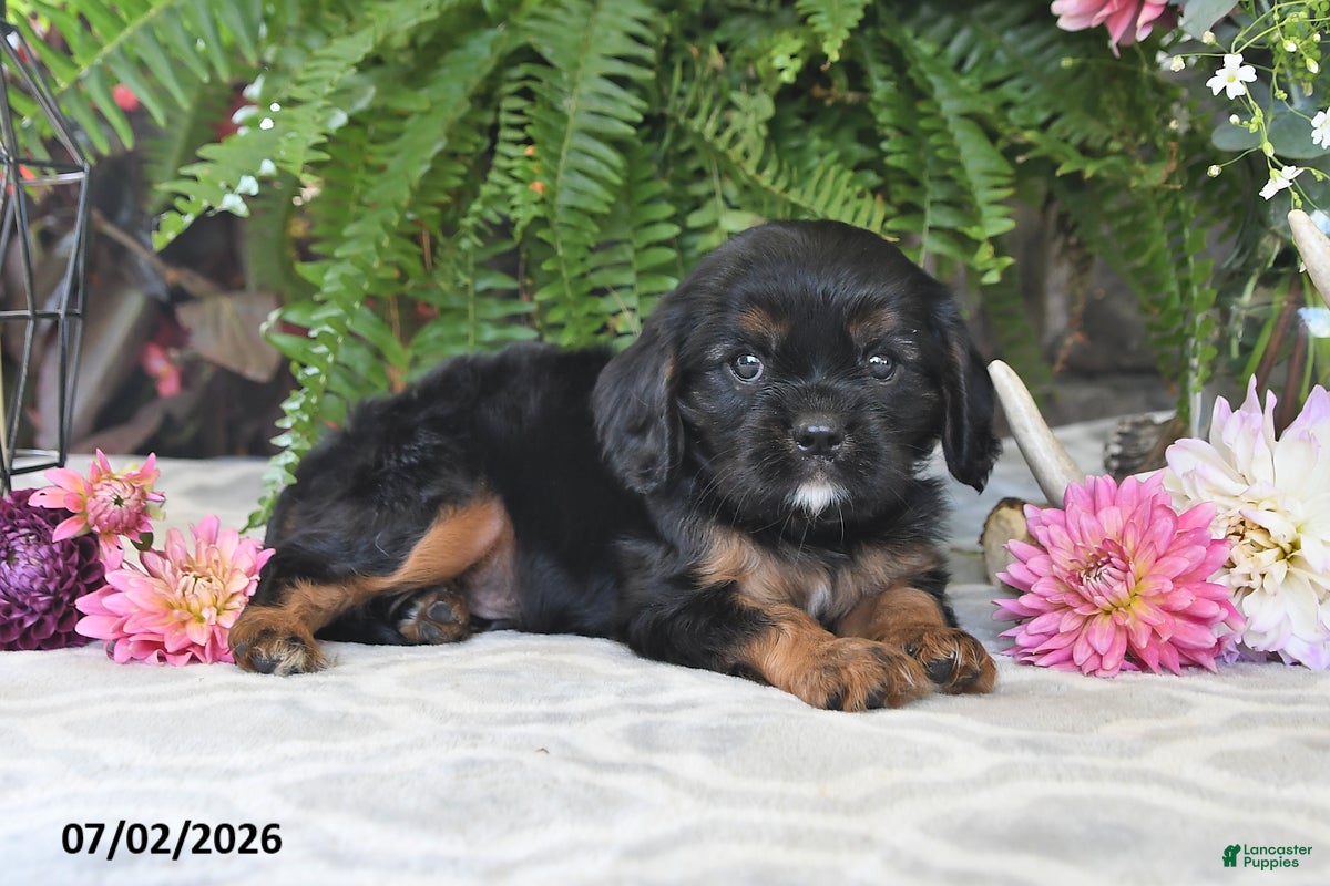 Cavalier King Charles Spaniel dogs Choco - Ad 2