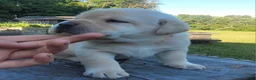 Labrador Retriever dogs for sale: Leo  - Ad 6