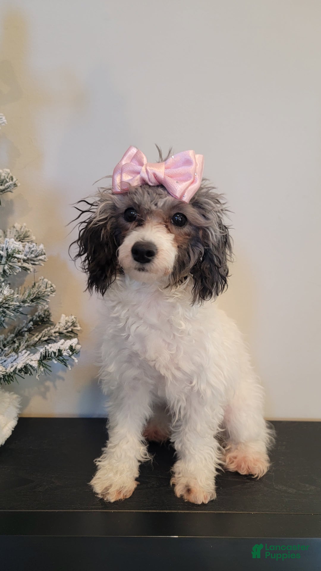 Toy Poodle dogs for sale: Toy Poodle Puppy 1 - Ad 5