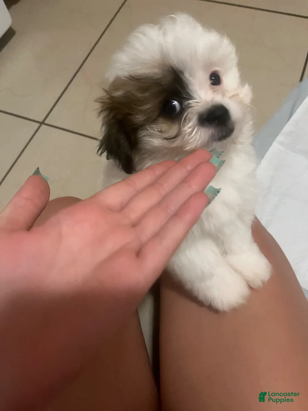 Mixed Breed dogs for sale: Brutus  - Ad 2