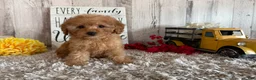 Toy Poodle dogs for sale: Viggo - Ad 1