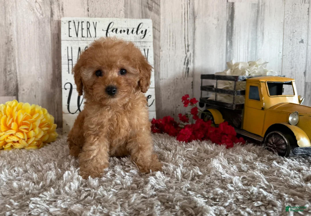Toy Poodle dogs for sale: Viggo - Ad 1