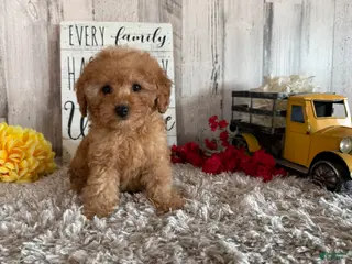 Toy Poodle dogs Viggo - Ad 15