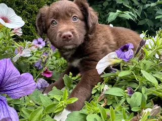 Mixed Breed dogs Calie - Ad 26