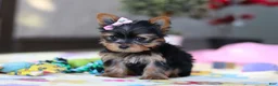 Yorkshire Terrier dogs for sale: Saige - Ad 2