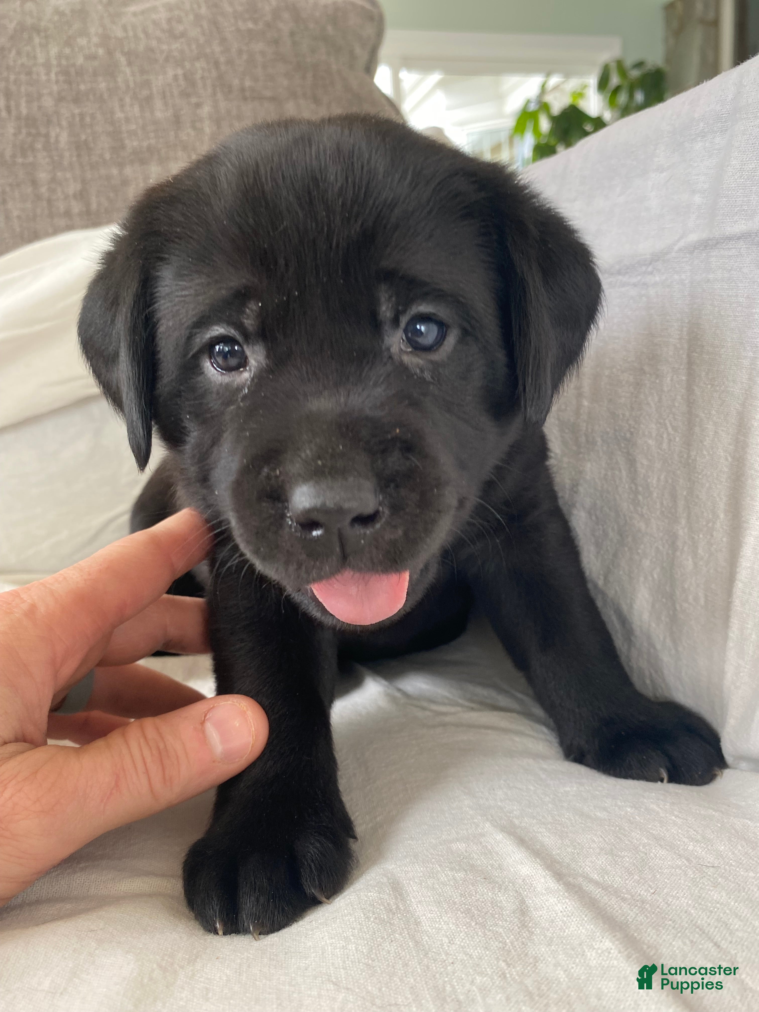 Labrador Retriever dogs Macy - Ad 1