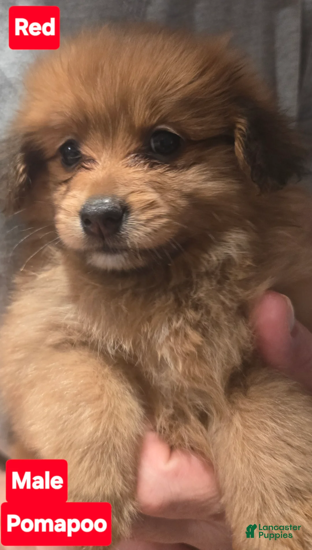 Pomapoo dogs for sale: Red - Ad 1