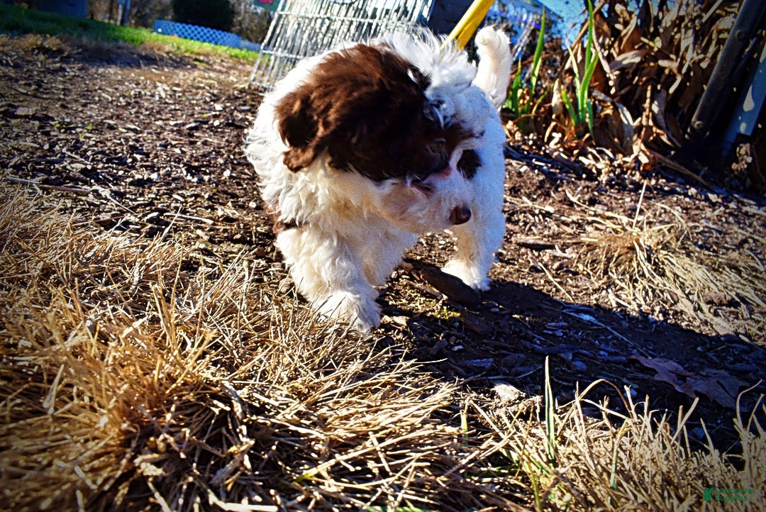 Havapoo dogs for sale: Simba - Ad 11