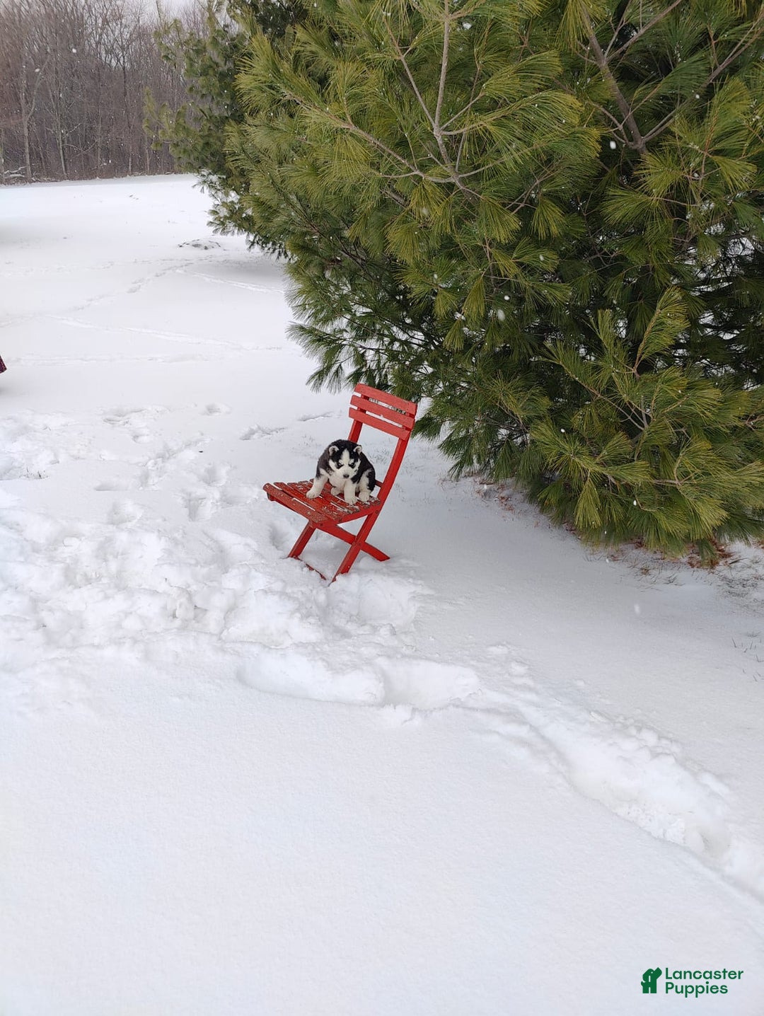 Siberian Husky dogs for sale: Prince Caspian - Ad 4