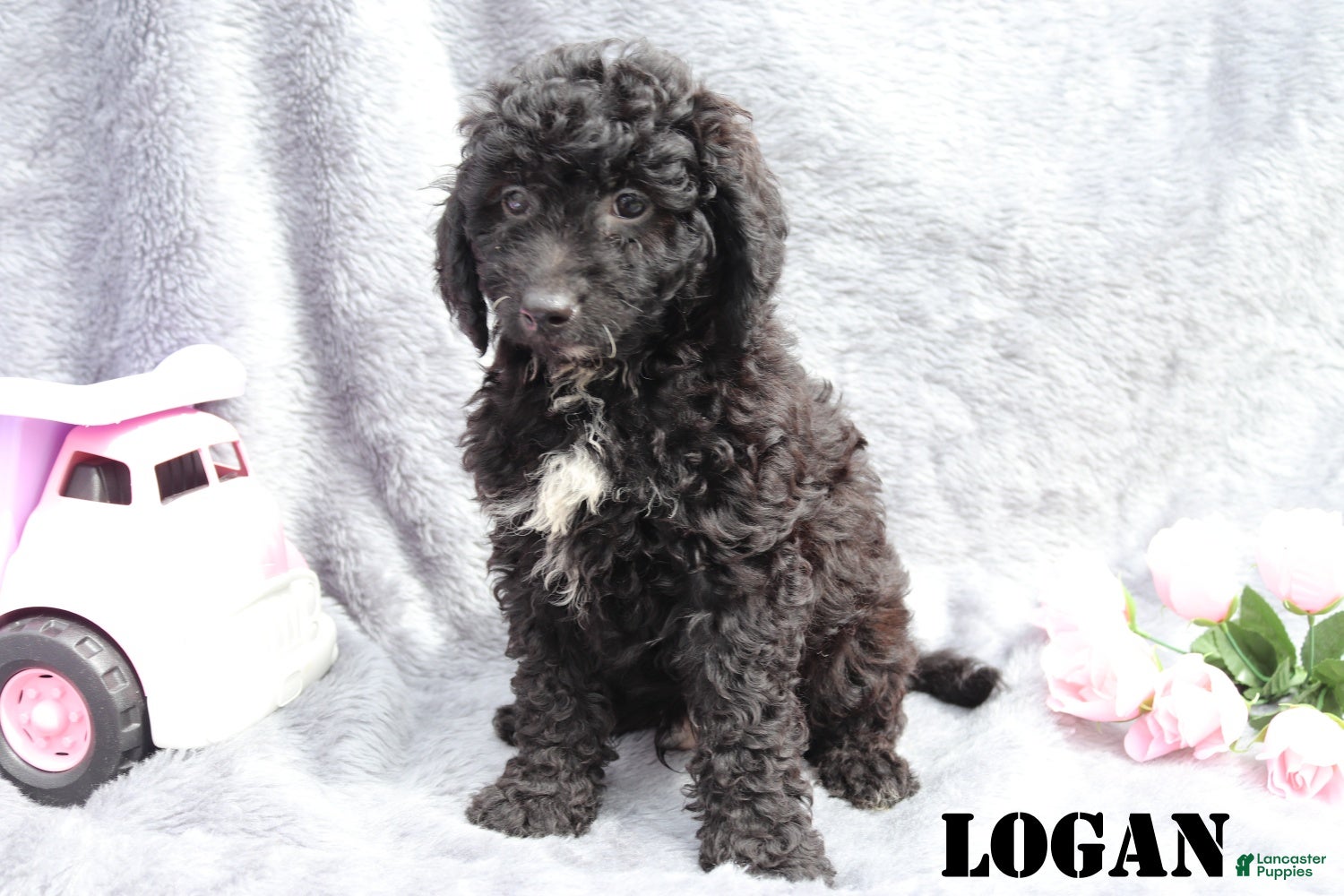 Mini Goldendoodle dogs Logan - Ad 2