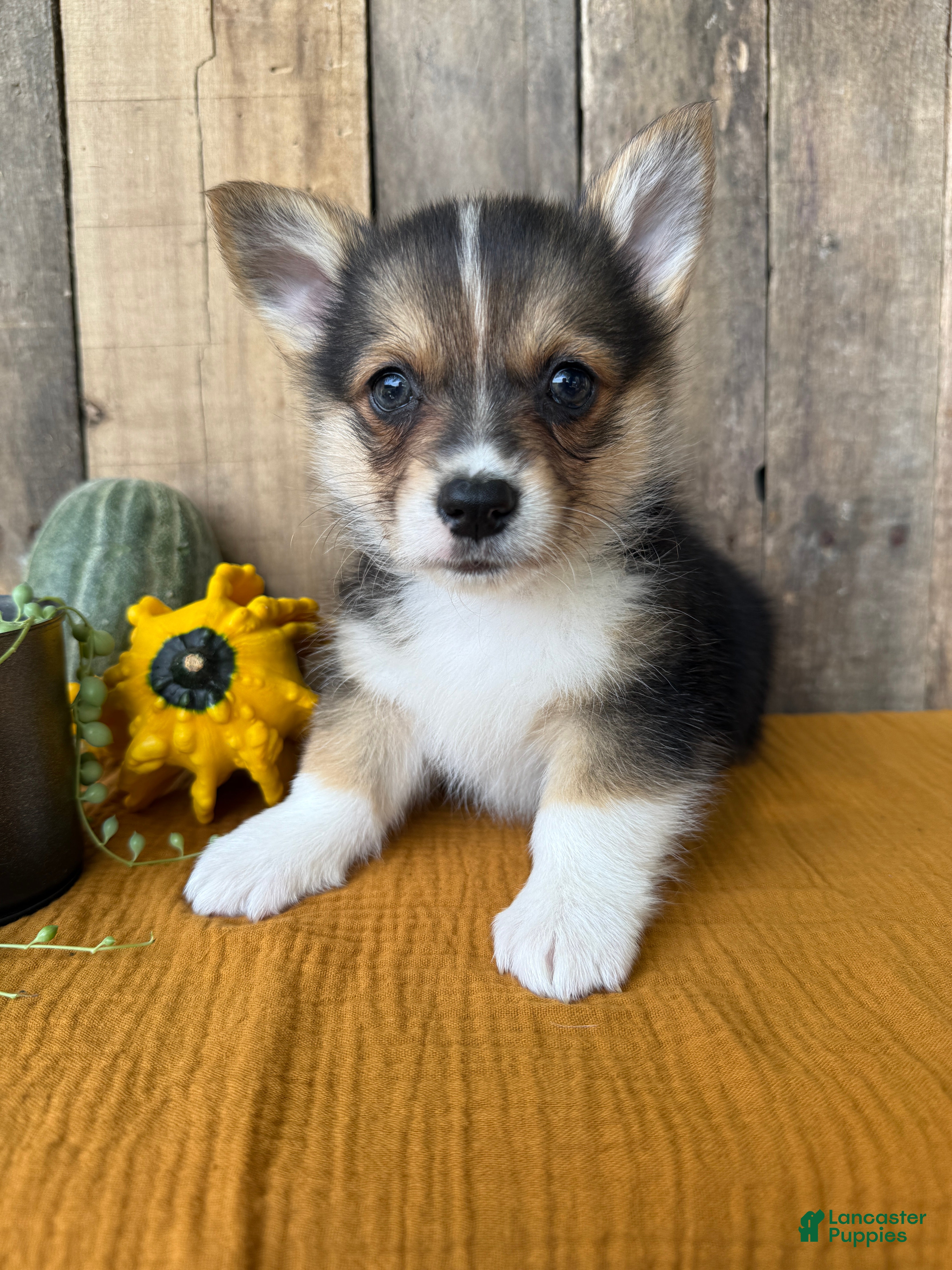 Welsh Corgi Pembroke dogs Jesse - Ad 30