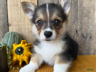 Welsh Corgi Pembroke dogs Jesse - Ad 19
