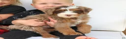 Mini Bernedoodle dogs for sale: Emrys  - Ad 4