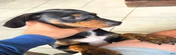 Mixed Breed dogs for sale: Ms. Jasmine - Ad 3