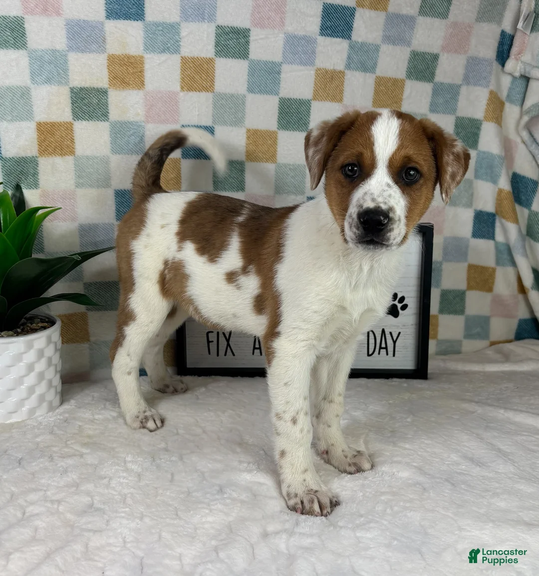 Australian Cattle Dog dogs for sale: Ranger - Ad 1