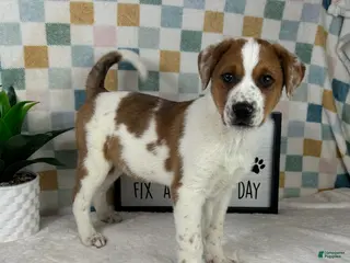 Australian Cattle Dog dogs Ranger - Ad 36