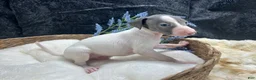 Italian Greyhound dogs for sale: Italian Greyhound 1 - Ad 7