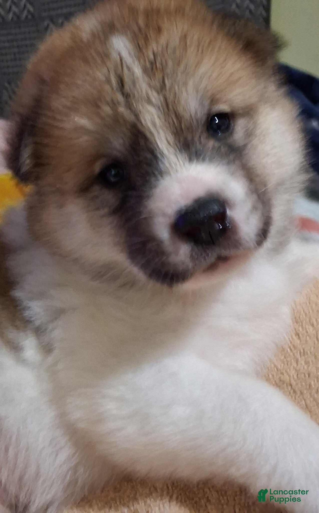 Akita dogs Rowan - Ad 1