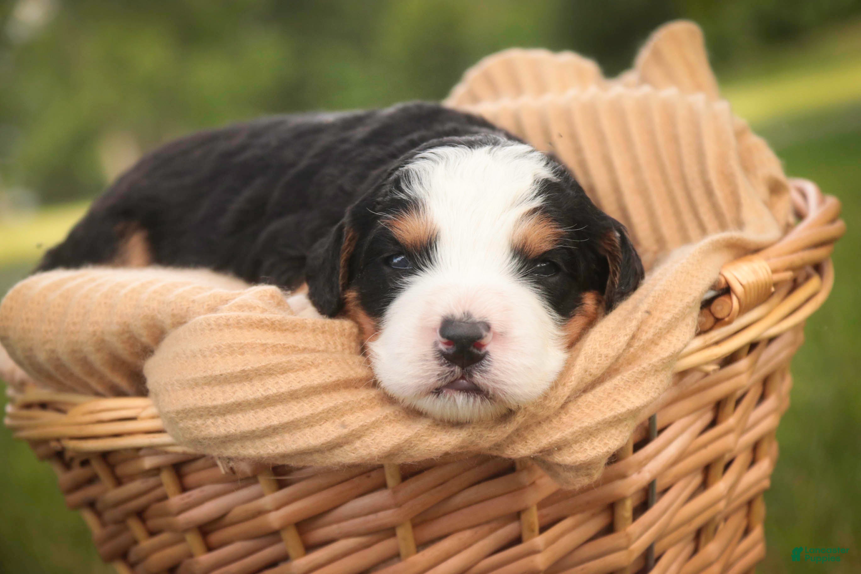 Mini Bernedoodle dogs Mercedes Mini Bernedoodle  - Ad 2