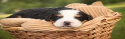 Mini Bernedoodle dogs for sale: Mercedes Mini Bernedoodle  - Ad 2