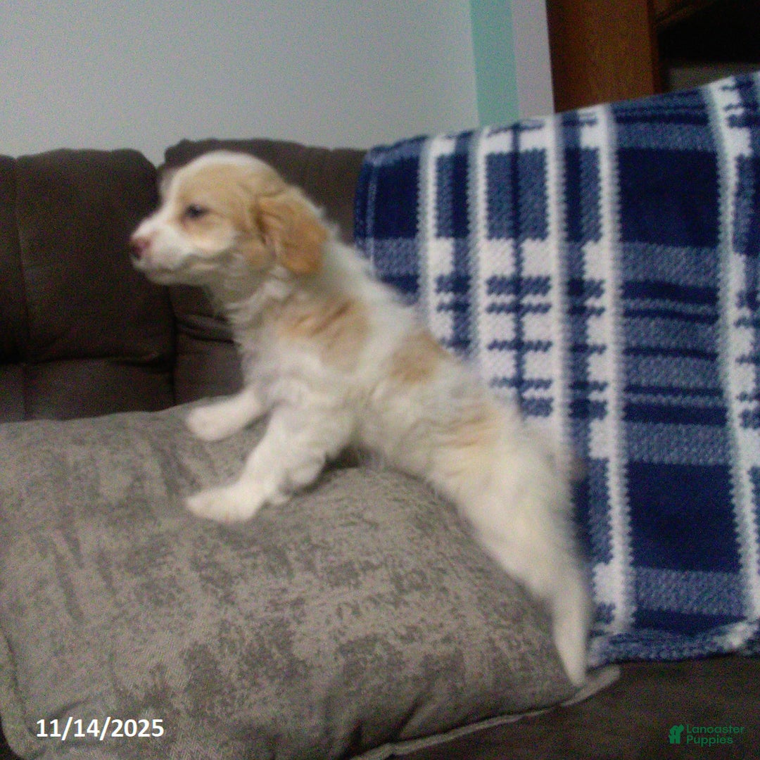 Cavapoo dogs for sale: Goldie - Ad 5